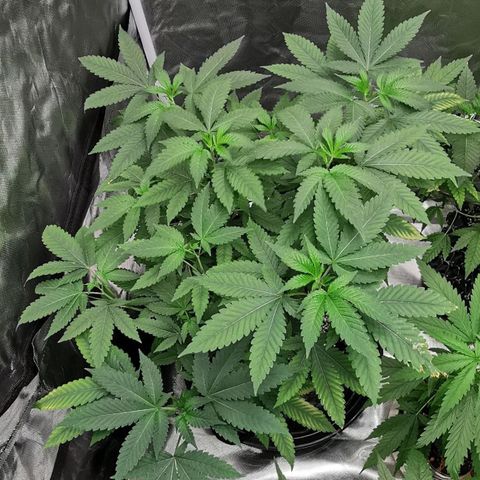COP growlog timeline photo
