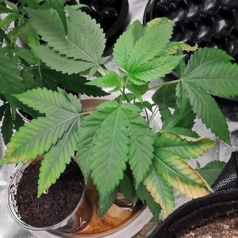 COP (clone2) growlog timeline photo