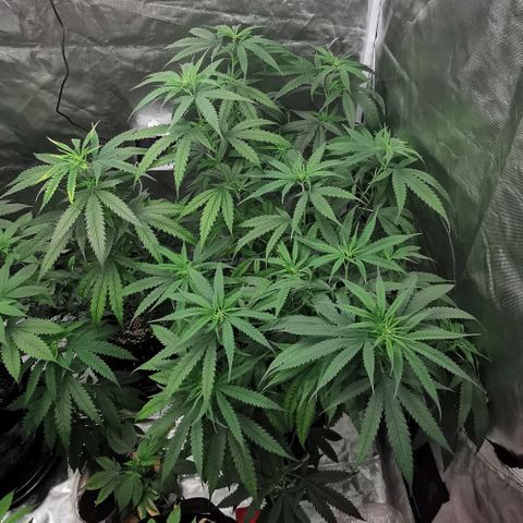 Gorilla OG growlog timeline photo