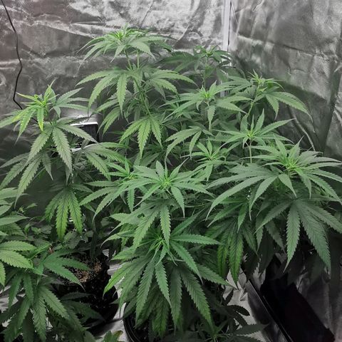 Gorilla OG growlog timeline photo
