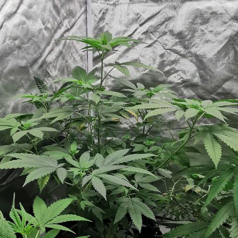 COP growlog timeline photo