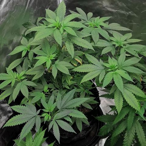 COP growlog timeline photo