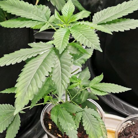COP (clone2) growlog timeline photo
