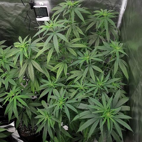 Gorilla OG growlog timeline photo
