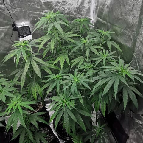 Gorilla OG growlog timeline photo