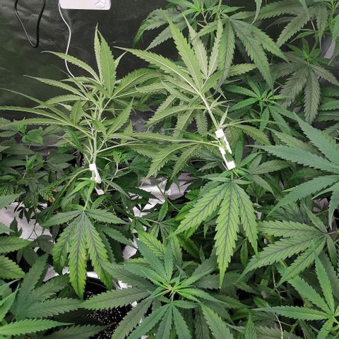 Gorilla OG growlog timeline photo