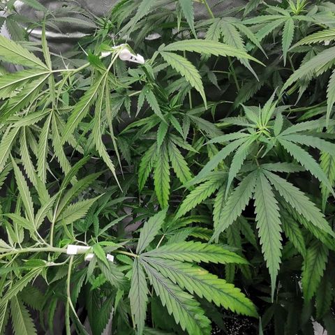Gorilla OG growlog timeline photo