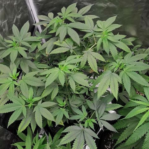 COP growlog timeline photo