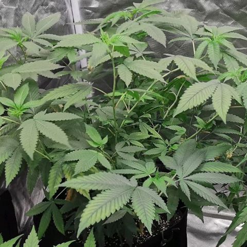 COP growlog timeline photo