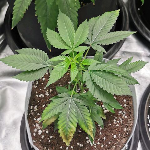 COP (clone2) growlog timeline photo