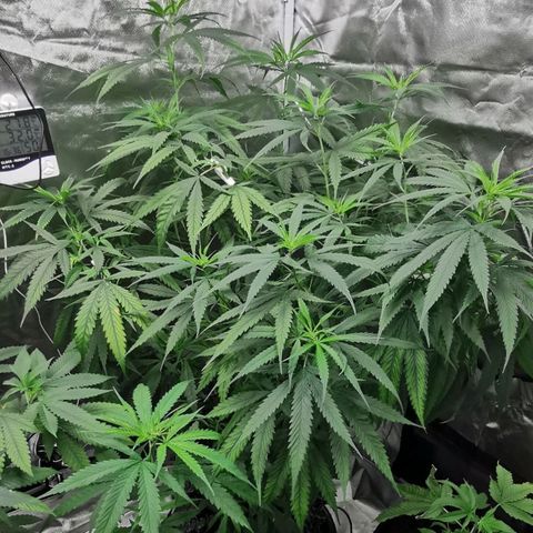 Gorilla OG growlog timeline photo