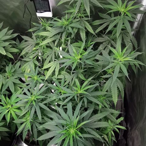 Gorilla OG growlog timeline photo