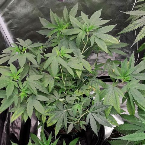 COP growlog timeline photo