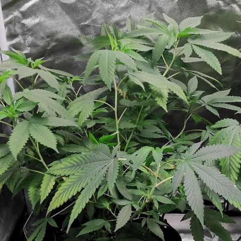 COP growlog timeline photo