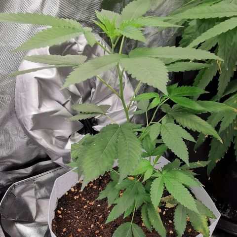 COP (clone2) growlog timeline photo