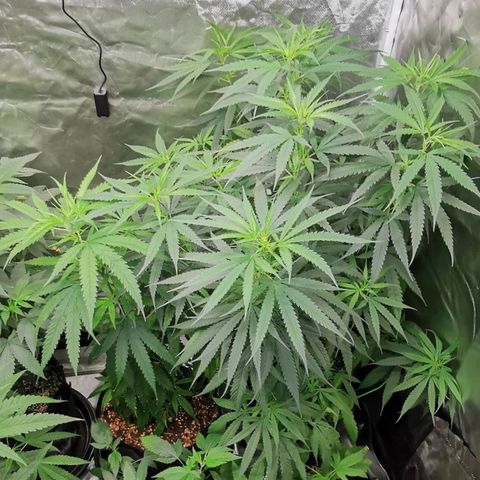 Gorilla OG growlog timeline photo