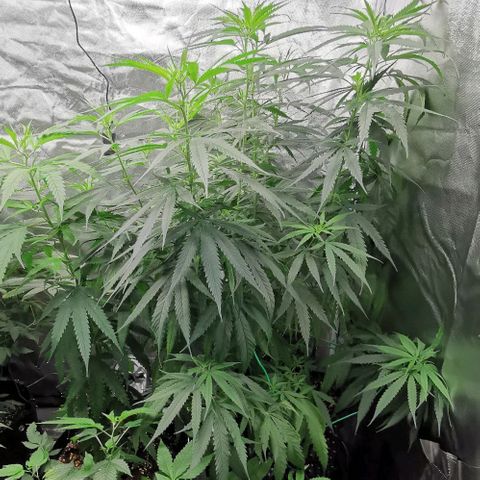 Gorilla OG growlog timeline photo