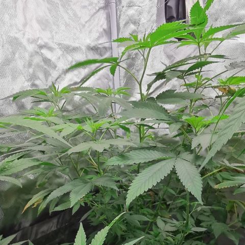 COP growlog timeline photo