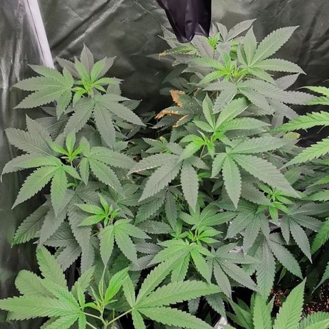 COP growlog timeline photo