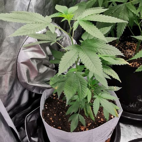 COP (clone2) growlog timeline photo