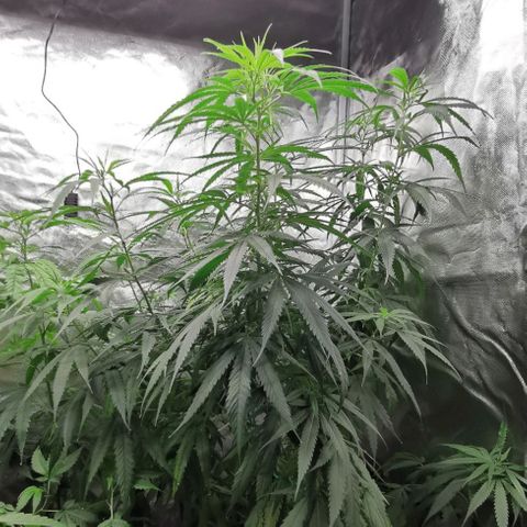 Gorilla OG growlog timeline photo