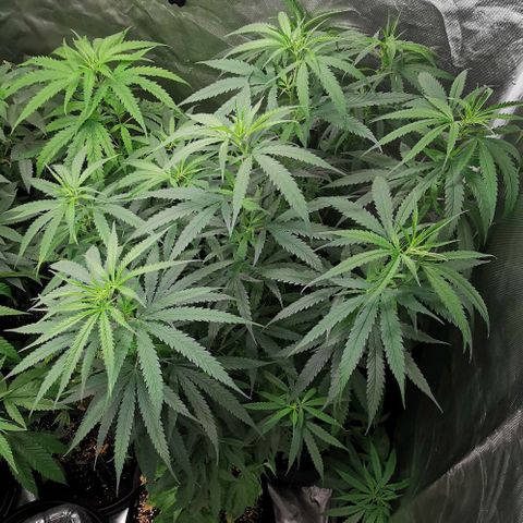 Gorilla OG growlog timeline photo