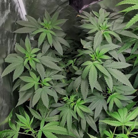 COP growlog timeline photo