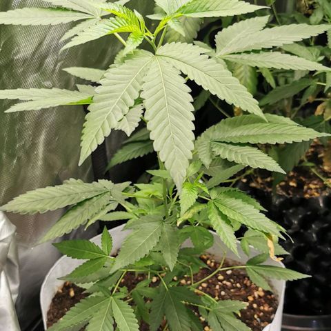 COP (clone2) growlog timeline photo