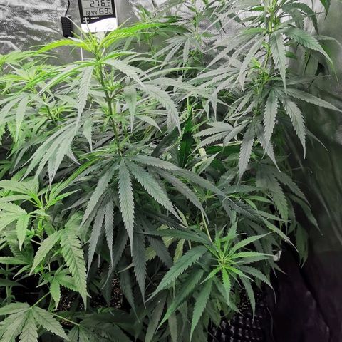Gorilla OG growlog timeline photo