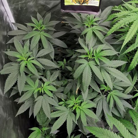COP growlog timeline photo