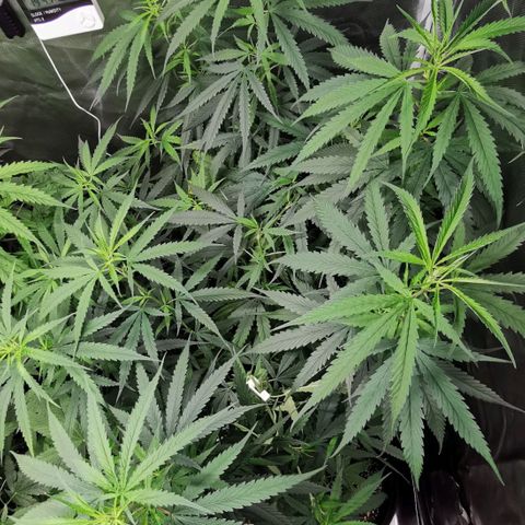 Gorilla OG growlog timeline photo
