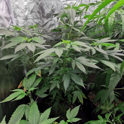COP growlog timeline photo
