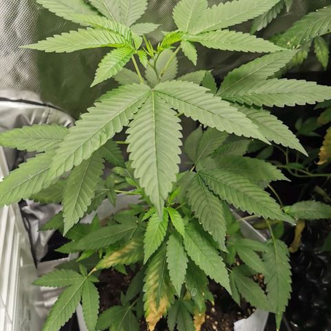 COP (clone2) growlog timeline photo