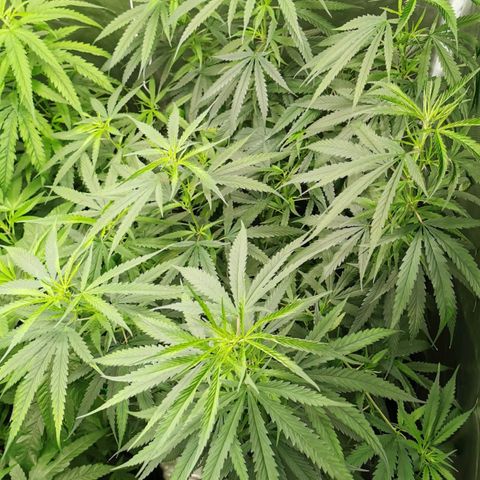 Gorilla OG growlog timeline photo
