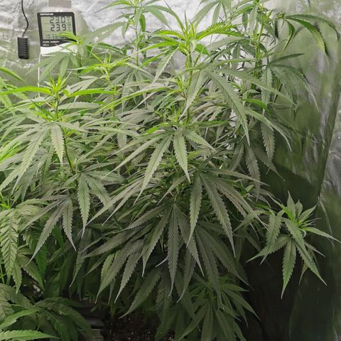 Gorilla OG growlog timeline photo