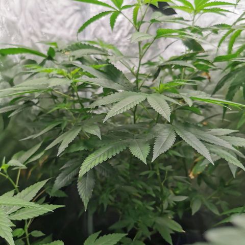 COP growlog timeline photo