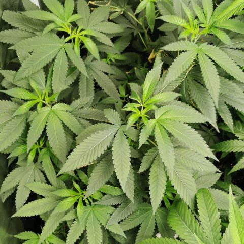 COP growlog timeline photo