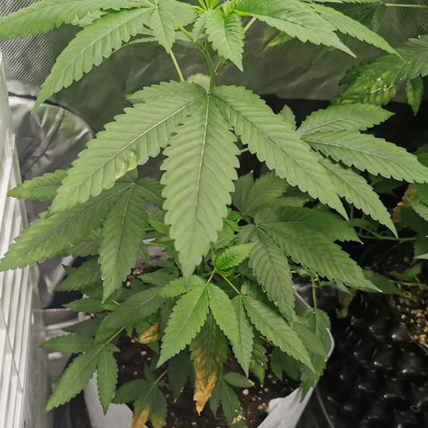 COP (clone2) growlog timeline photo