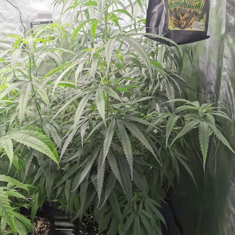 Gorilla OG growlog timeline photo