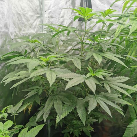 COP growlog timeline photo