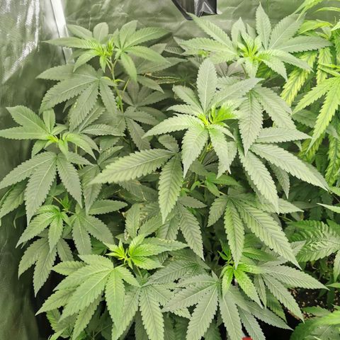 COP growlog timeline photo