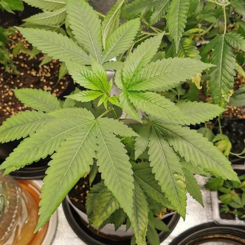 COP (clone2) growlog timeline photo