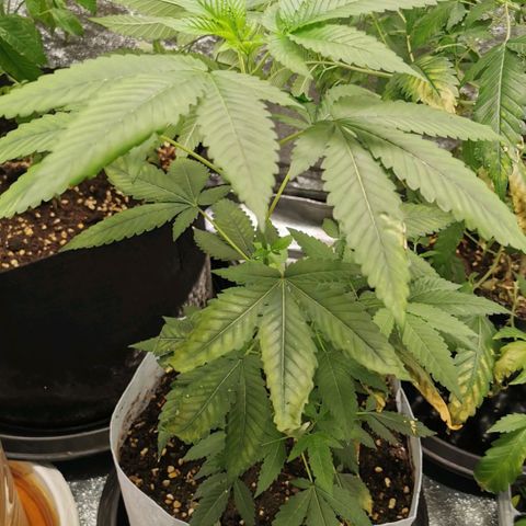 COP (clone2) growlog timeline photo