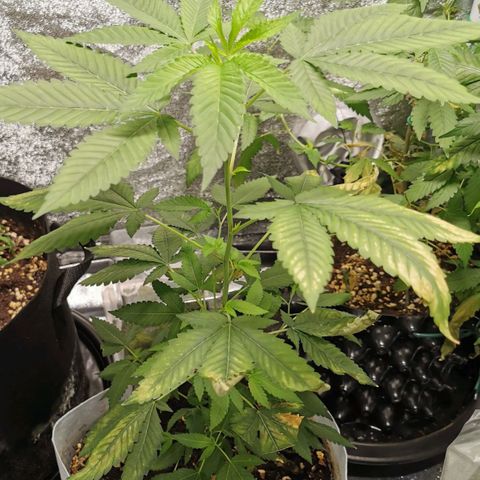 COP (clone2) growlog timeline photo