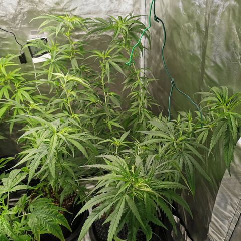Gorilla OG growlog timeline photo