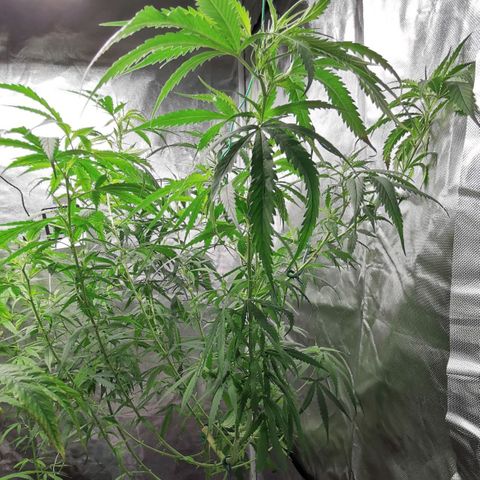 Gorilla OG growlog timeline photo