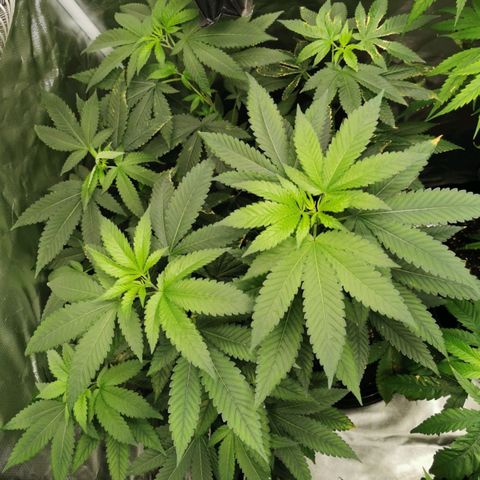 COP growlog timeline photo