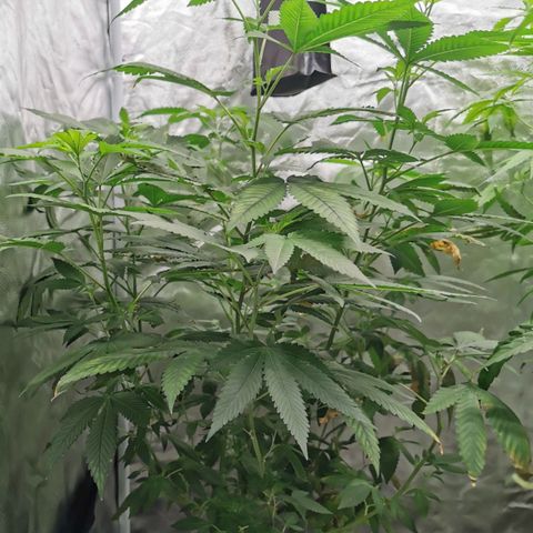 COP growlog timeline photo