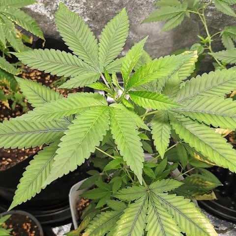 COP (clone2) growlog timeline photo