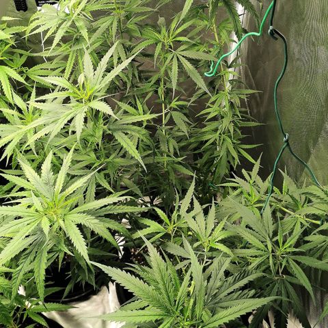 Gorilla OG growlog timeline photo